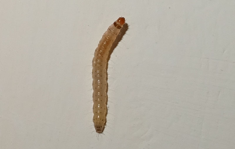 larva di.....?